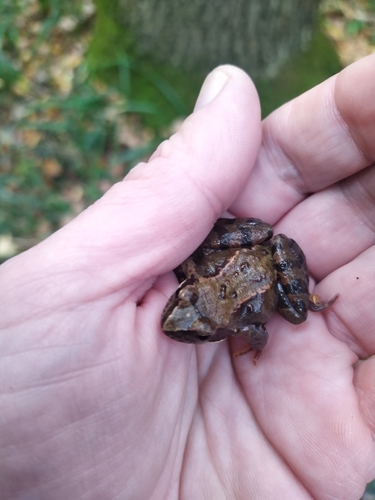 European Common Frog