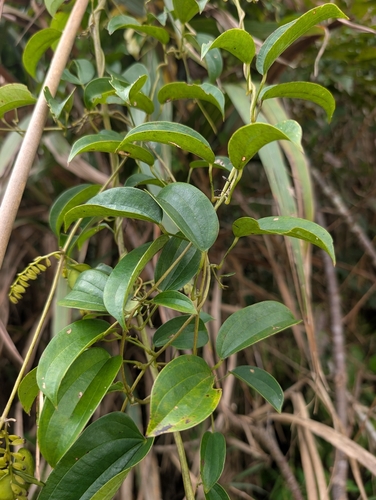 Dioscorea cirrhosa, photograph 2