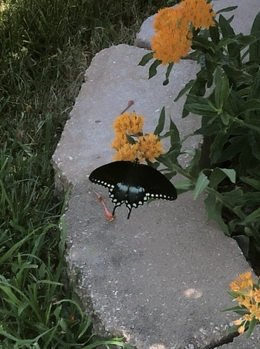 Spicebush Swallowtail