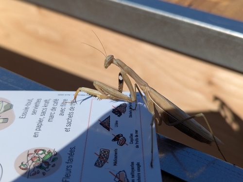 European Mantis