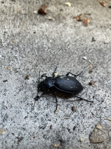 Leather Beetle