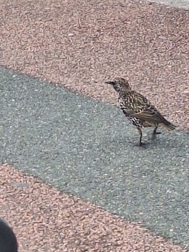 European Starling
