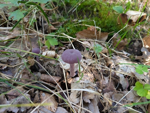Amethyst Deceiver