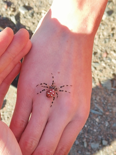 Four-spot Orbweaver
