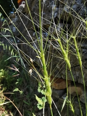 Aegilops triuncialis