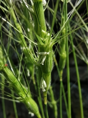 Aegilops triuncialis