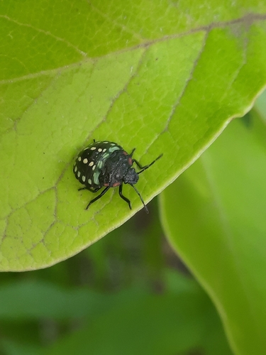 Southern Green Stink Bug