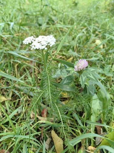 Red Clover