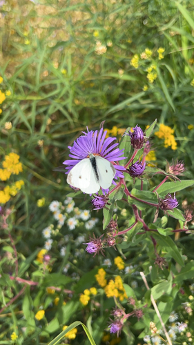 Small White