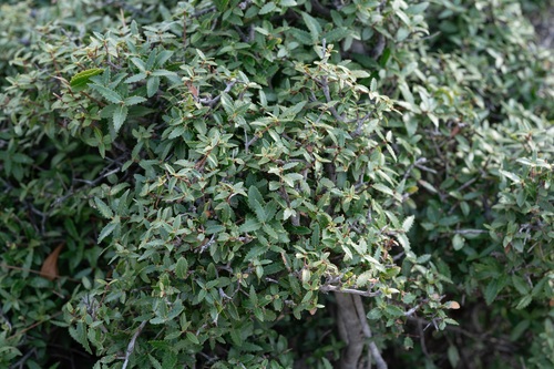 Phillyrea latifolia, photograph 2