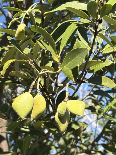 black mangrove
