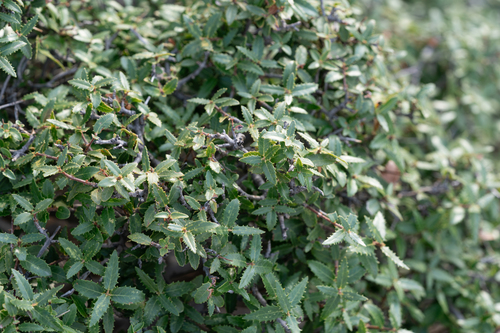 Phillyrea latifolia, photograph 1