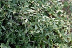 Phillyrea latifolia