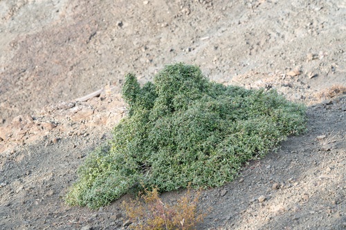 Phillyrea latifolia, photograph 3