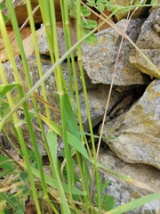 Aegilops triuncialis