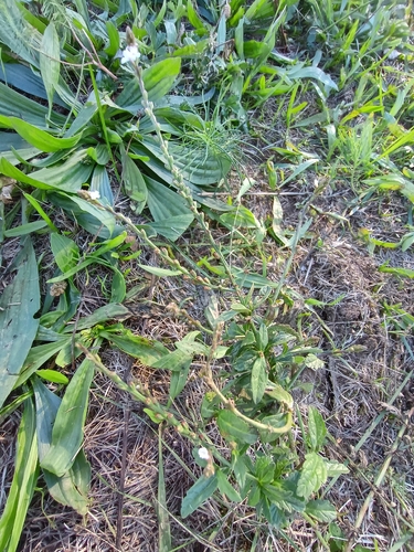 Common vervain