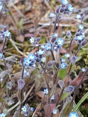 Myosotis ramosissima