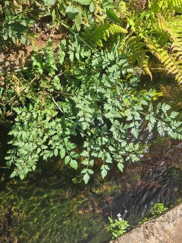 Oenanthe divaricata