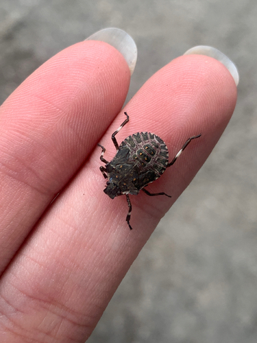 Brown Marmorated Stink Bug