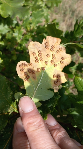 Silk-Button Spangle Gall Wasp