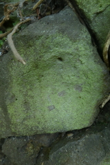 Chrysothrix chlorina