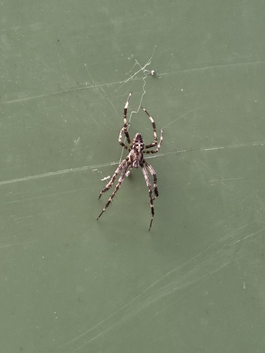 Cross Orbweaver
