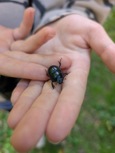 Woodland Dor Beetle