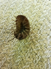 Armadillidium simoni