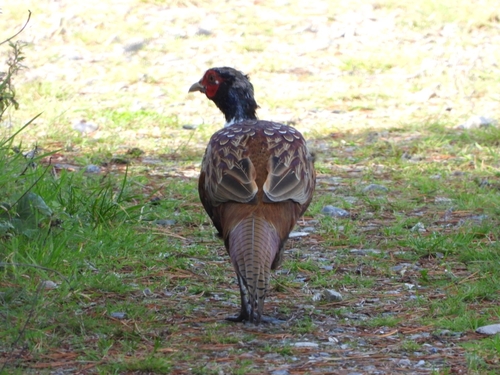 Ring-necked Pheasant