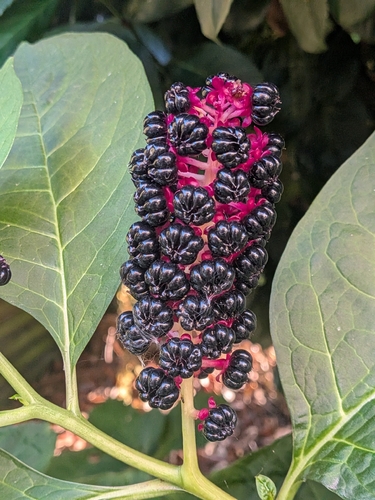 Indian Pokeweed