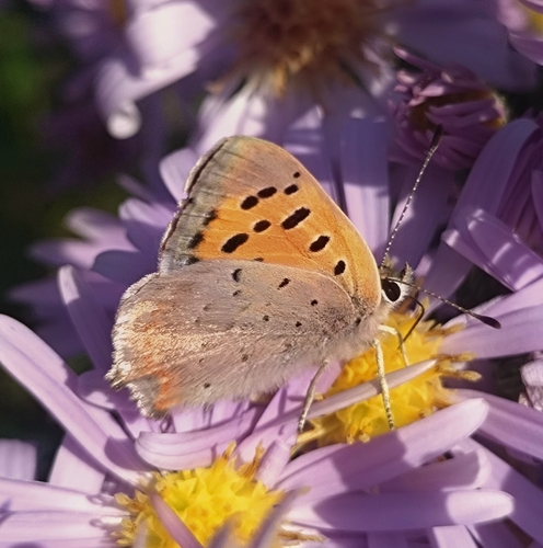 Small Copper
