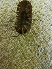 Armadillidium simoni