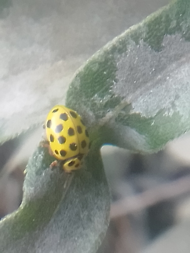 22-spot Ladybird