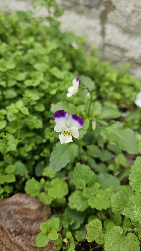 Wild Pansy