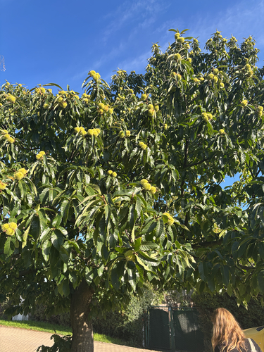 Sweet Chestnut