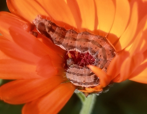 Cotton Bollworm Moth