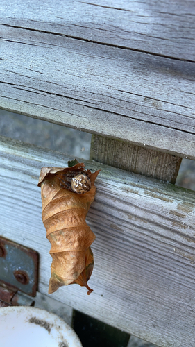 Cross Orbweaver