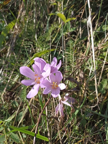 Autumn Crocus