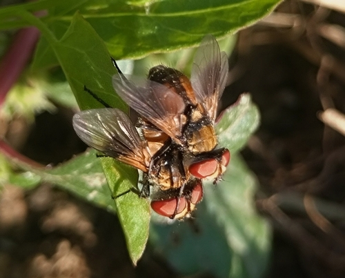 Ectophasia crassipennis