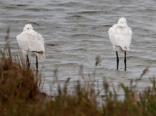 Eurasian Spoonbill