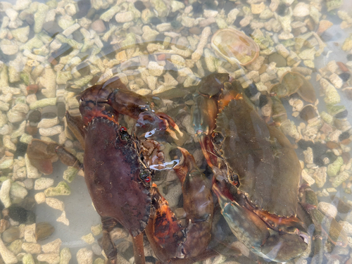 green mud crab