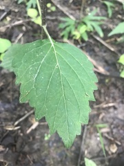 Phryma