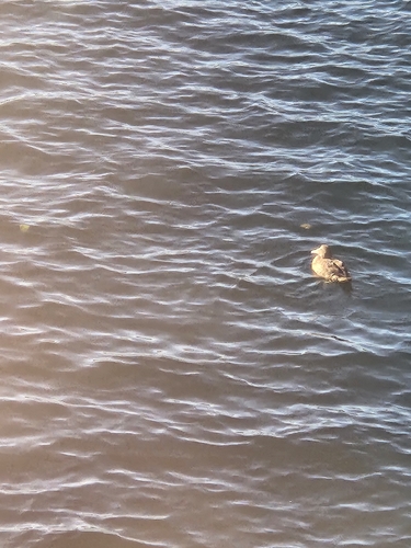 Common Eider