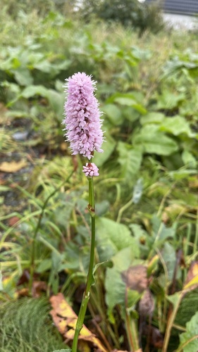 common bistort