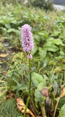 Bistorta officinalis