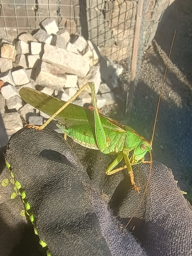 Great Green Bush-cricket