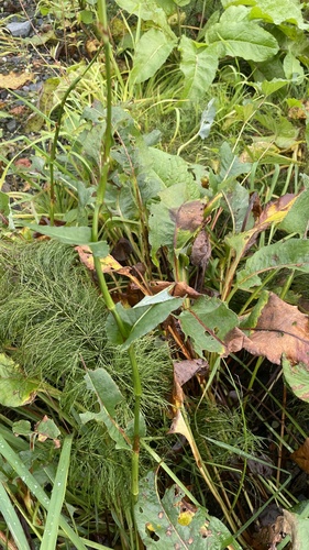 Bistorta officinalis, photograph 2