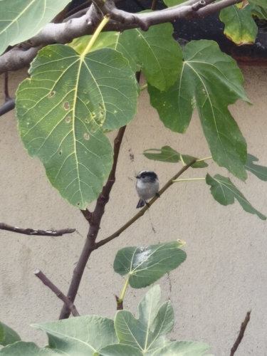 Long-tailed Tit