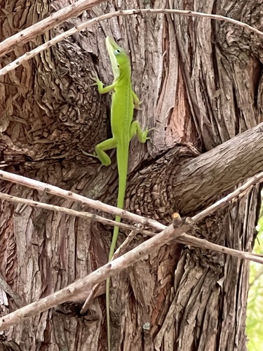 Green Anole