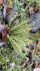 Asplenium trichomanes, photograph (c) Hilary Rose Dawson, some rights reserved (CC BY)